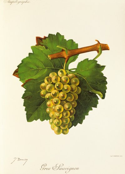 Gros Sauvignon-Traube von Jules Troncy