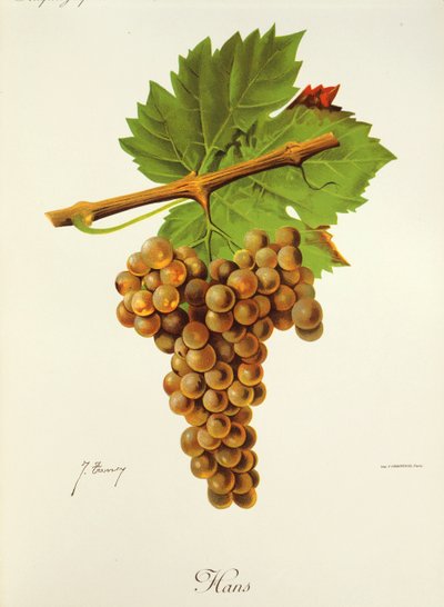 Hans-Traube von J. Troncy von Jules Troncy