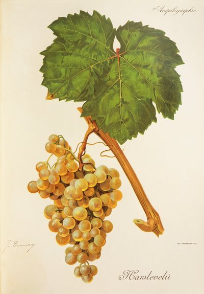 Harslevelu-Traube von Jules Troncy