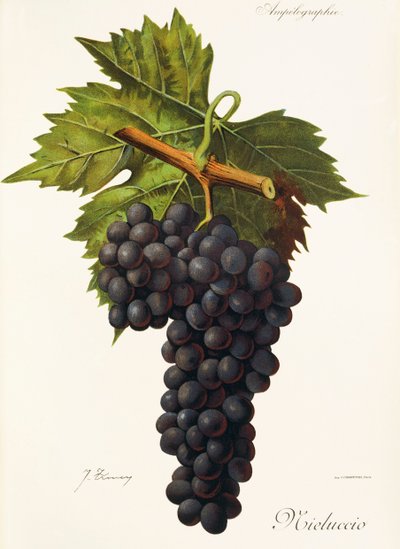 Mieluccio Traube von Jules Troncy