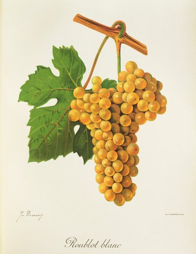 Roublot Blanc-Traube von Jules Troncy