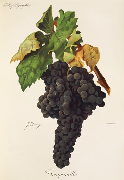 Tempranillo Traube von J. Troncy von Jules Troncy