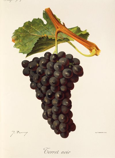 Terret Noir Traube von Jules Troncy