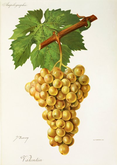 Valentin Traube von Jules Troncy