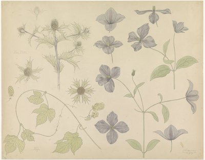 Studienblatt mit Meeresdistel, Hopfen und Clematis von Julie de Graag