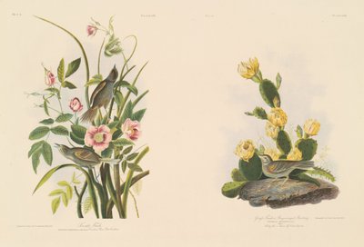 Küstenfink; und Grafs Fink oder Bay-Winged Ammer von Julius Bien after John James Audubon