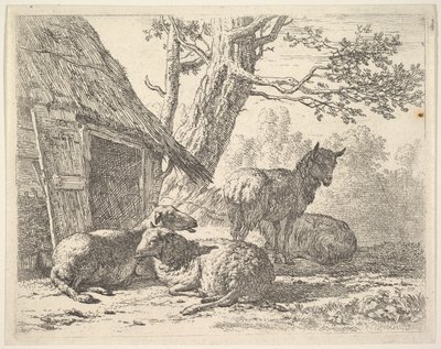 Vier Schafe, eines steht unter drei anderen, die auf dem Boden neben einem Schuppen liegen, 1658 von Karel Du Jardin