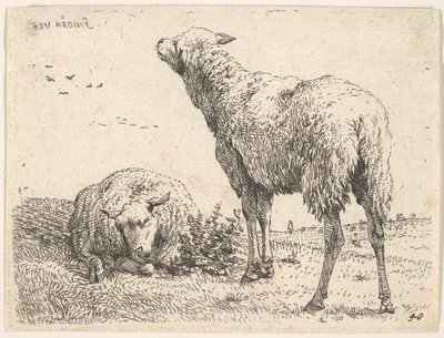 Zwei Schafe, eines frontal in liegender Position mit untergeschlagenen Beinen..., ca. 1655 von Karel Du Jardin