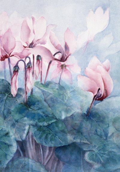 Rosa Cyclamen Pseudibericum von Karen Armitage
