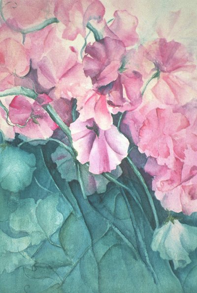Duftwicken, Pink Pride (vertikal) von Karen Armitage