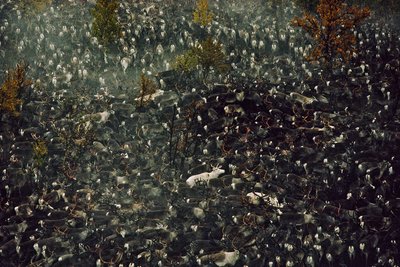 Rentiere kontaminiert durch Tschernobyl-Strahlung (Foto) von Karen Kasmauski