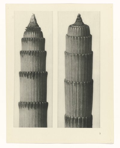 Pflanzenstudie Urformen der Kunst (Serientitel) von Karl Blossfeldt