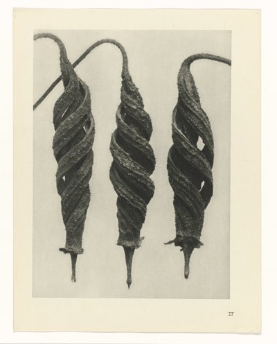 Pflanzenstudie Urformen der Kunst (Serientitel) von Karl Blossfeldt