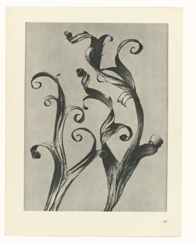 Pflanzenstudie Urformen der Kunst (Serientitel) von Karl Blossfeldt