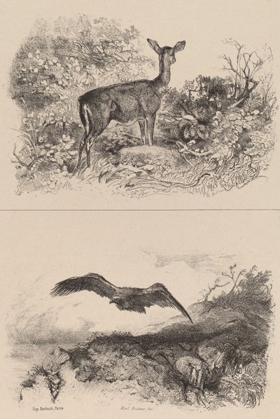 Reh, Adler von Karl Bodmer