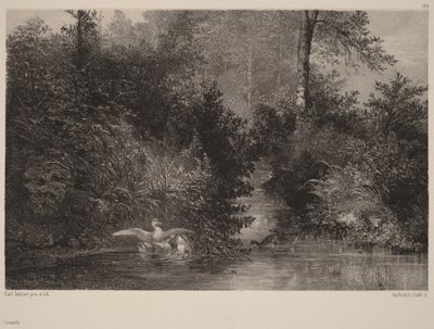 Enten von Karl Bodmer