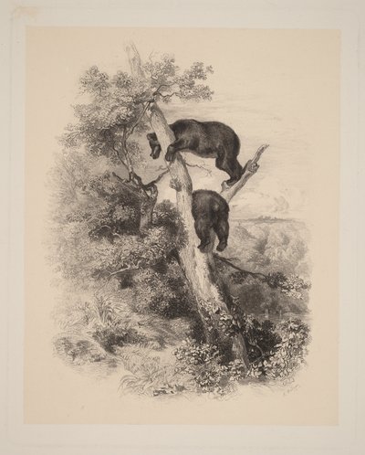  von Karl Bodmer