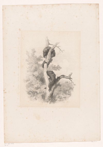 Drei Bären in einem Baum von Karl Bodmer