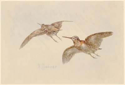 Fliegende Schnepfen von Karl Bodmer