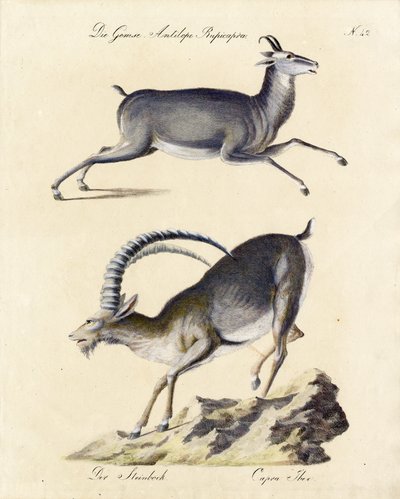 Gämse und Alpensteinbock (Druck) von Karl Joseph Brodtmann