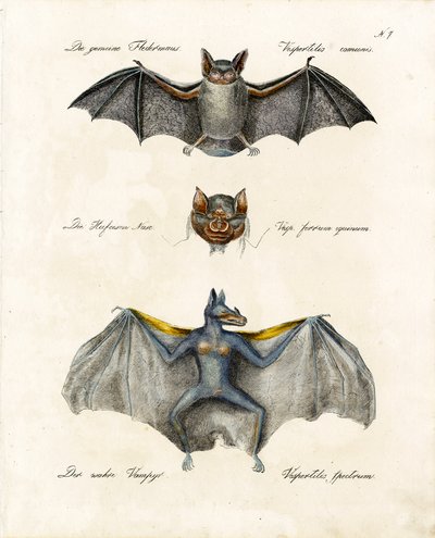 Europäische Fledermausarten (Druck) von Karl Joseph Brodtmann