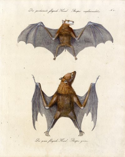 Flughunde von Karl Joseph Brodtmann