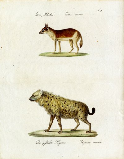 Schakal und Fleckenhyäne von Karl Joseph Brodtmann