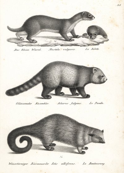 Mauswiesel, Roter Panda und Binturong von Karl Joseph Brodtmann