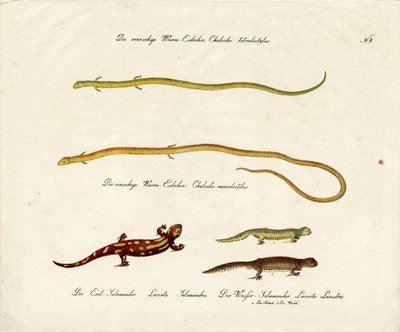 Salamander und Skinke (Druck) von Karl Joseph Brodtmann