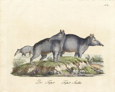 Tapir und Paka von Karl Joseph Brodtmann