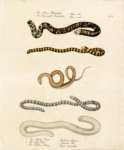 Verschiedene Schleichen und Nattern (Druck) von Karl Joseph Brodtmann