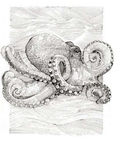 Schwarz-Weiß Oktopus Linienzeichnung von Katie O'Shea