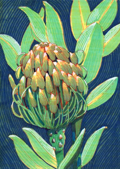 Lebendige Protea Blume von Katie O'Shea
