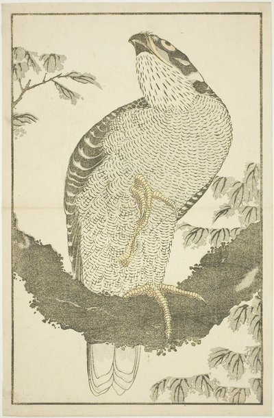 Falke, aus dem Bilderbuch der realistischen Gemälde von Hokusai (Hokusai shashin gafu) von Katsushika Hokusai