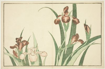 Iris, aus dem Bilderbuch der realistischen Gemälde von Hokusai (Hokusai shashin gafu) von Katsushika Hokusai