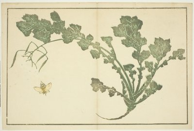 Wespe und Rübenstängel, aus "Das Bilderbuch der realistischen Malereien von Hokusai" von Katsushika Hokusai