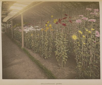 Chrysanthemen Garten von Kazumasa Ogawa