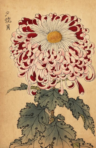 Hybride purpurrote und weiße Löffel-Chrysantheme, 1893 (Gravur) von Keika Hasegawa
