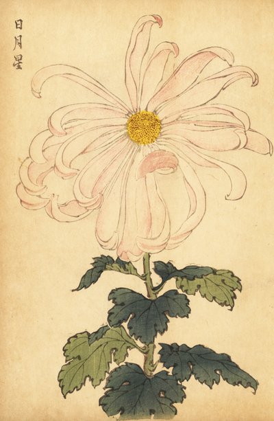 Hybride weiße und rosa Chrysantheme, 1893 (Gravur) von Keika Hasegawa