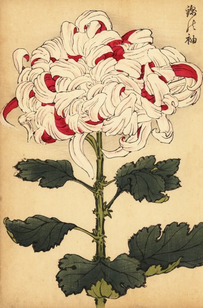Hybride weiße und scharlachrote Chrysantheme von Keika Hasegawa