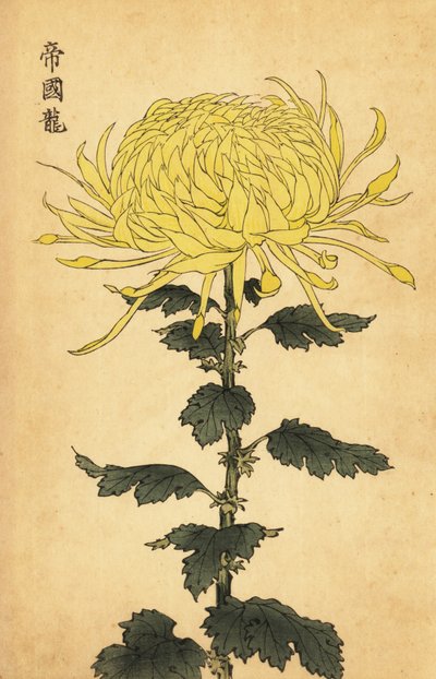 Hybride gelbe Chrysantheme von Keika Hasegawa