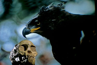 2,5 Millionen Jahre alt, Der Taung-Kind-Schädel mit dem Bild eines modernen afrikanischen Kronenadlers, 2008 (Foto) von Kenneth Garrett