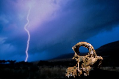 DOH; Die ersten Schritte, Gebrochener Schädel, STW 847, Blitz, Hochland, Swartkrans, Südafrika, 2008 (Foto) von Kenneth Garrett