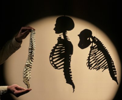 Die ersten Schritte, Wirbelsäulenrekonstruktion, Bruce Latimer, Cleveland Museum of Natural History von Kenneth Garrett