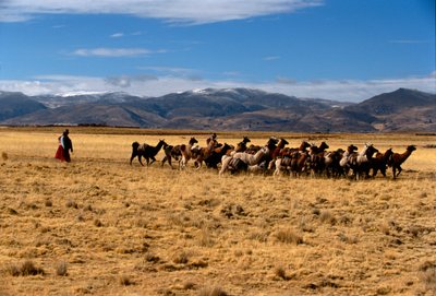 Lama-Salzkarawane, Reiche der Sonne; Bolivien; einheimische Völker; Anden; Tiwanaku von Kenneth Garrett