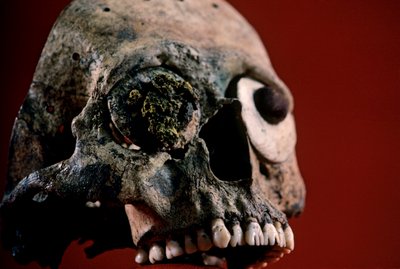 Schädel mit gefeilter Zähnen, Azteken, Mexiko, Templo Mayor von Kenneth Garrett