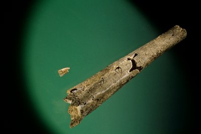 Schienbein und untere Schneidezähne, Boxgrove, England, 500000 BP, Homo Heidelbergensis Fossilien von Kenneth Garrett