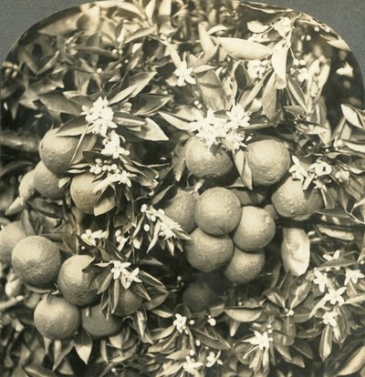 Orangenblüten und reife Orangen am selben Baum, Kalifornien, um 1900 von Keystone View Company