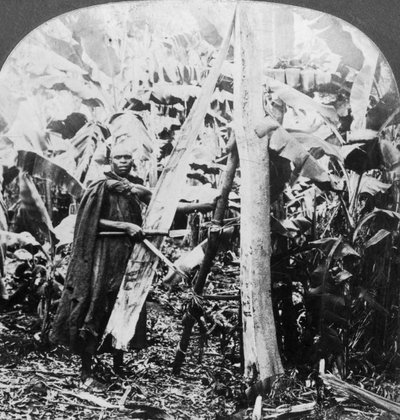 Rinde schälen zur Herstellung von Rindenstoff, Uganda, späte 19. oder frühe 20. Jahrhundert von Keystone View Company