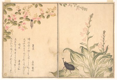 Beutelwurm (Minomushi); Gehörnter Skarabäuskäfer (Kabutomushi), aus dem Bilderbuch der kriechenden Kreaturen (Ehon mushi erami) von Kitagawa Utamaro